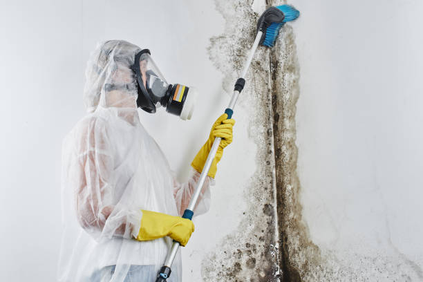Mold remediation specialist at work